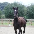 Giselle as a yearling